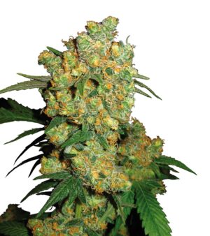 Big Bud